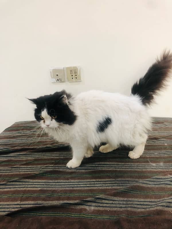 3 Cat | Persion Cat | Triple Coated | Persion Cat For Sale 3