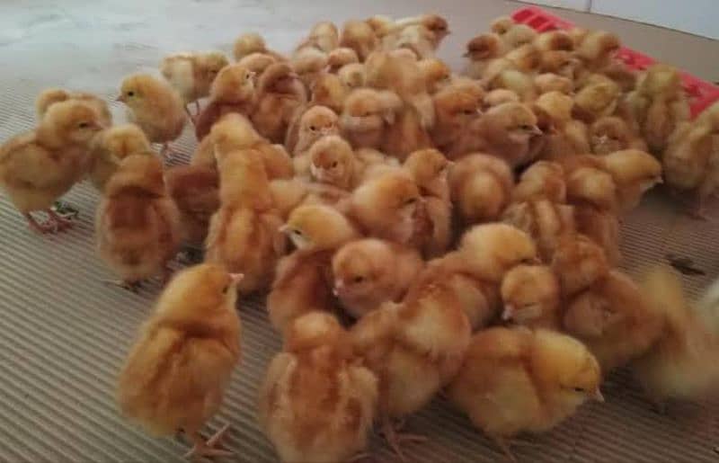 Golden Misri | RIR Chicks | Australorp chicks | Quail Chicks 2