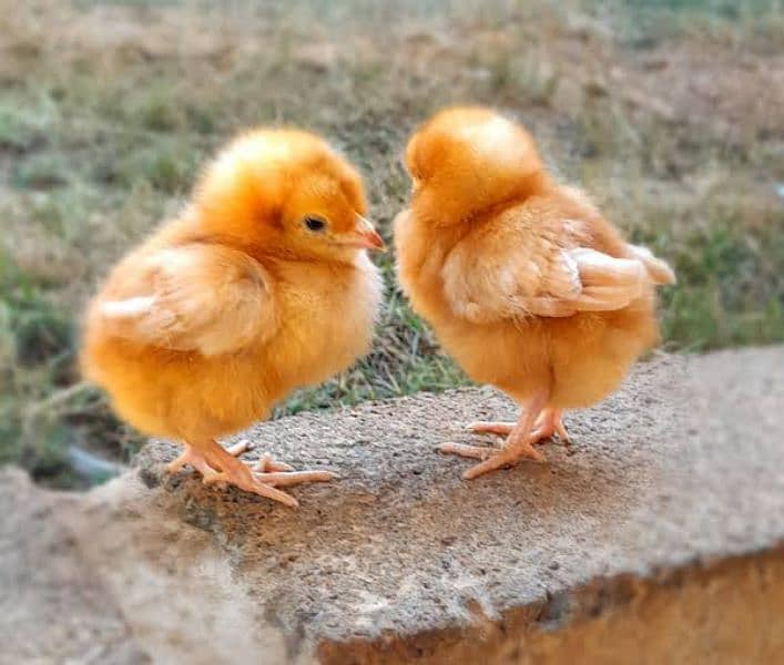 Golden Misri | RIR Chicks | Australorp chicks | Quail Chicks 3