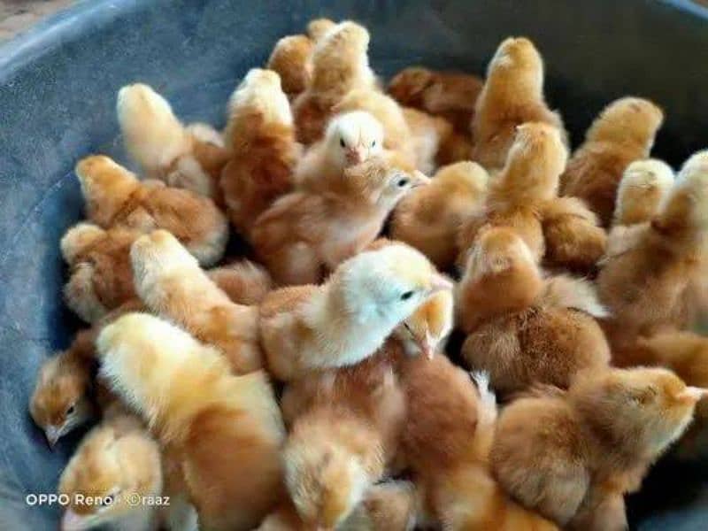 Golden Misri | RIR Chicks | Australorp chicks | Quail Chicks 5