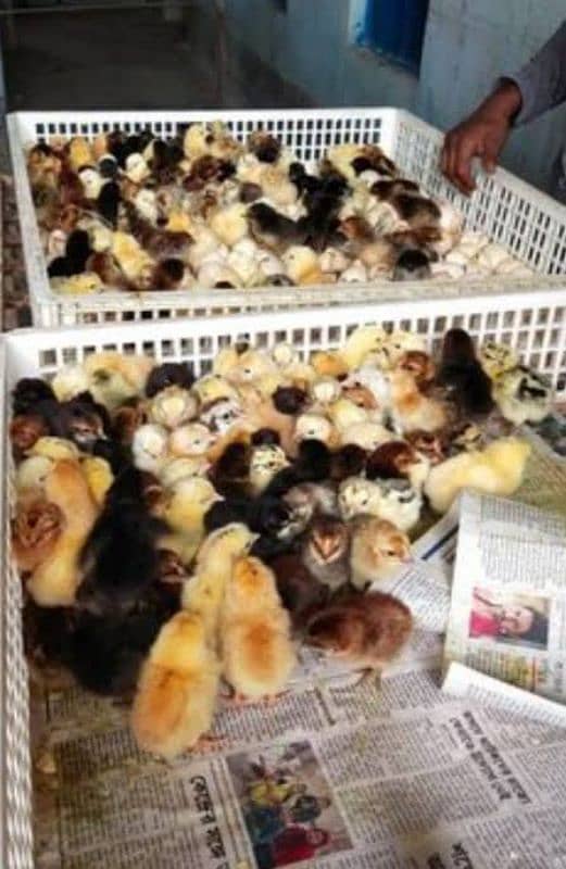 Golden Misri | RIR Chicks | Australorp chicks | Quail Chicks 8