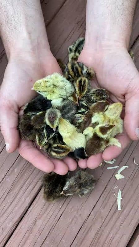 Golden Misri | RIR Chicks | Australorp chicks | Quail Chicks 11