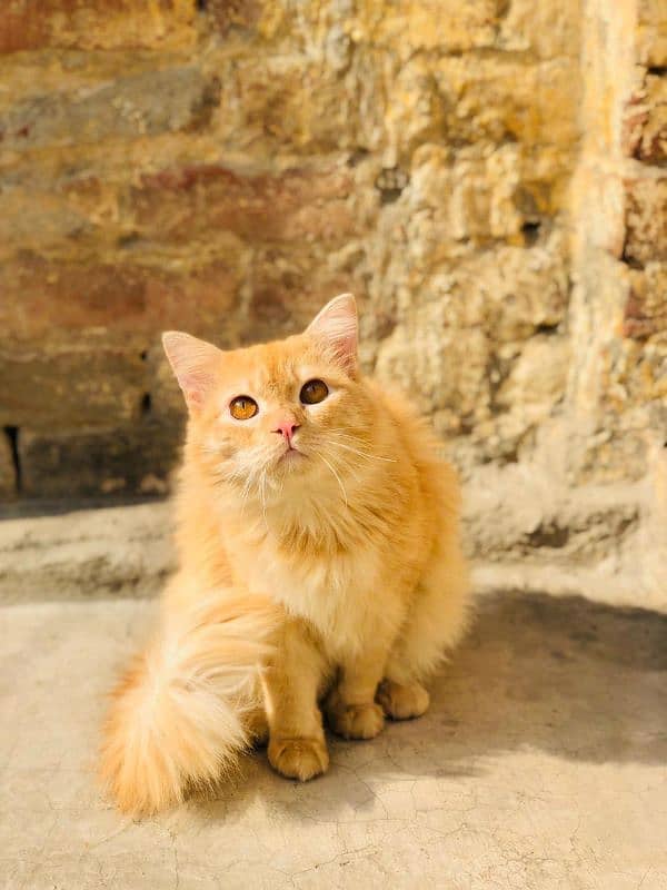 Persian cat 2