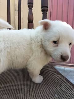 Russian puppy Male