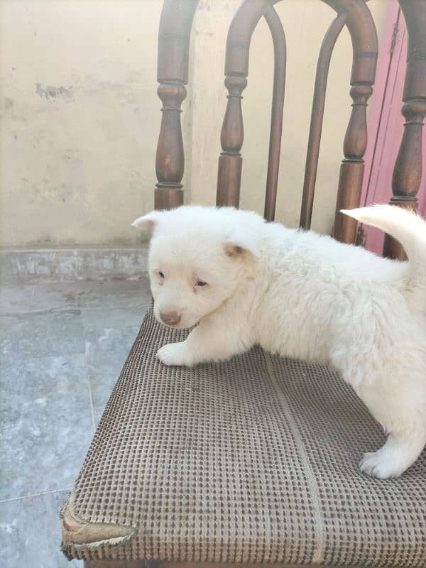 Russian puppy Male 9