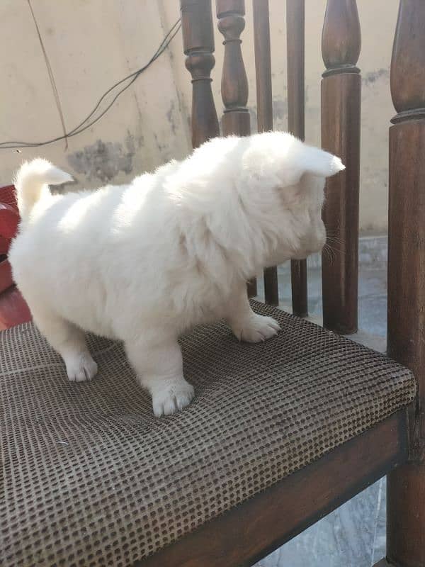 Russian puppy Male 10