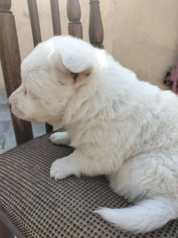 Russian puppy Male 12