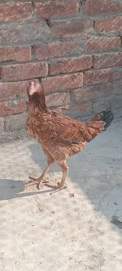 mianwali female hen