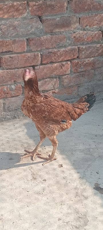 mianwali female hen 0