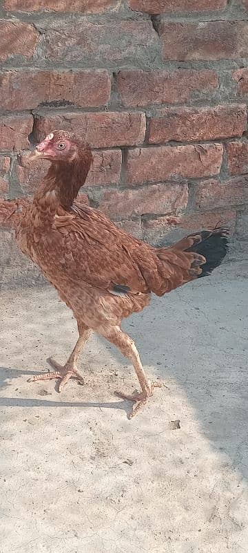 mianwali female hen 1