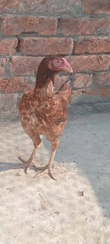 mianwali female hen 2