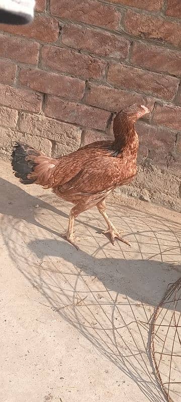 mianwali female hen 3