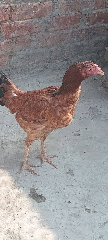 mianwali female hen 4