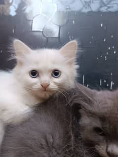 Persian Kittens pair (double coated)