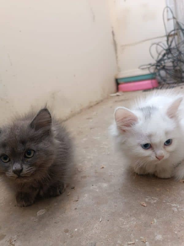 Persian Kittens pair (double coated) 1