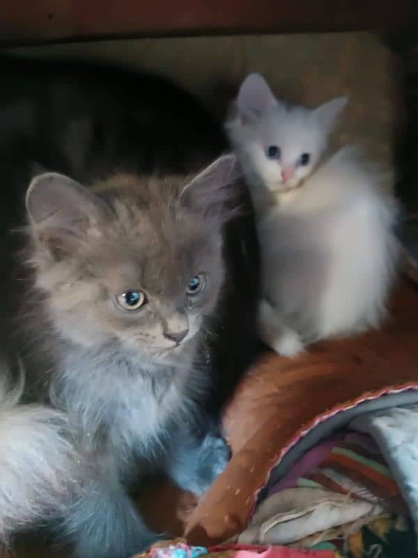 Persian Kittens pair (double coated) 3