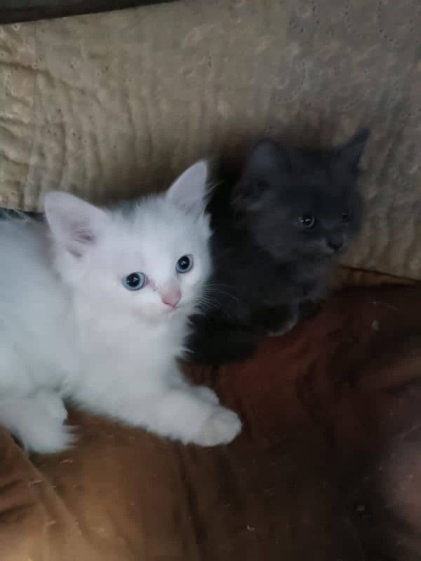 Persian Kittens pair (double coated) 4