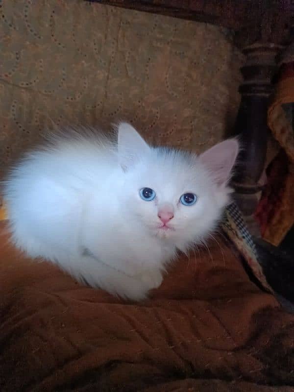 Persian Kittens pair (double coated) 5