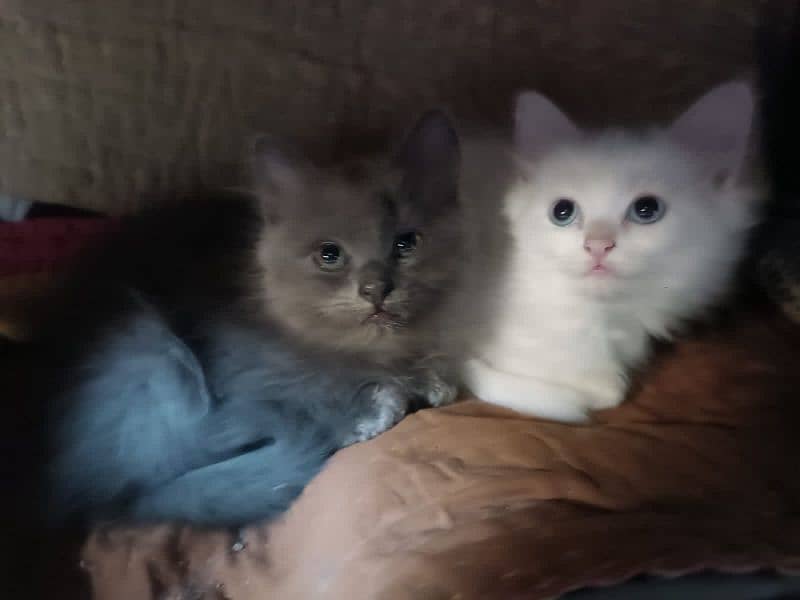 Persian Kittens pair (double coated) 6