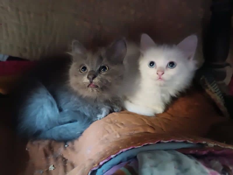 Persian Kittens pair (double coated) 7