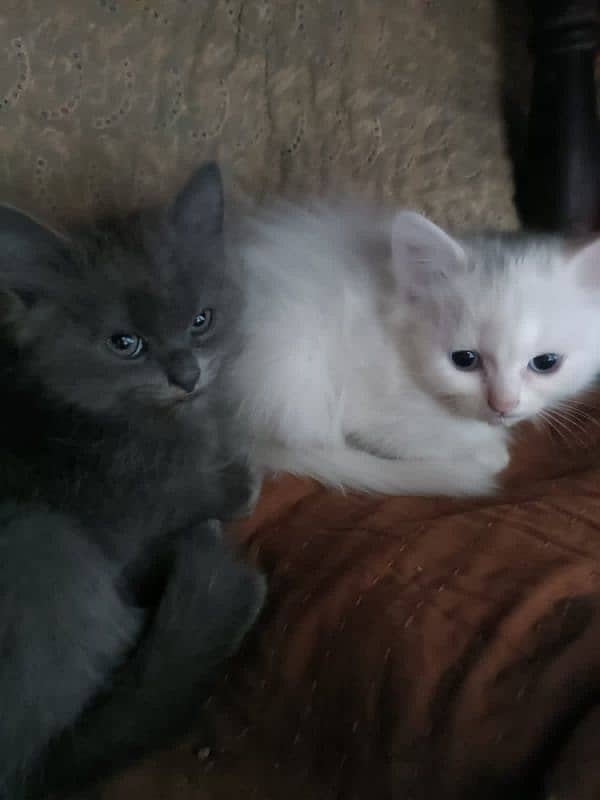 Persian Kittens pair (double coated) 8