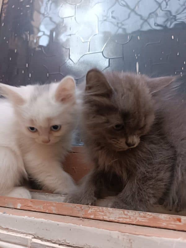 Persian Kittens pair (double coated) 9