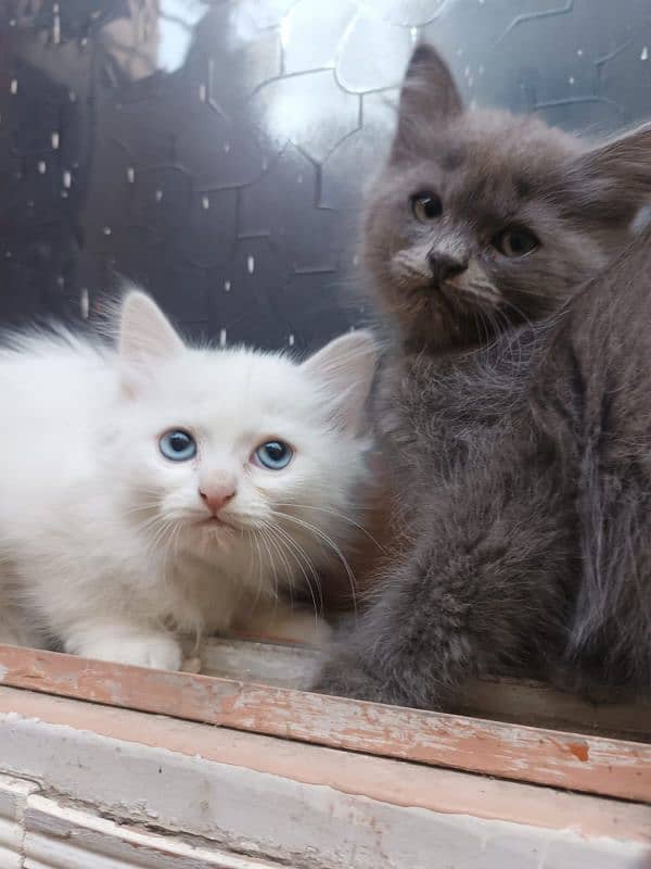 Persian Kittens pair (double coated) 10