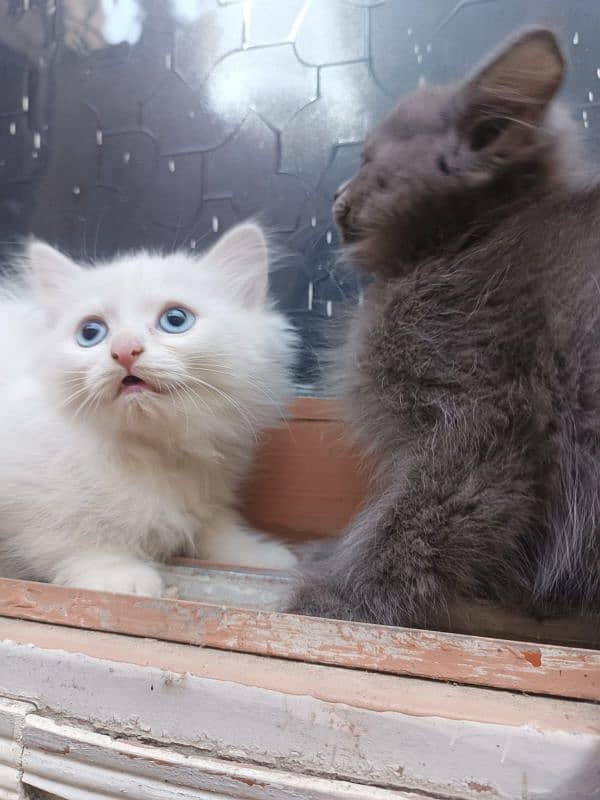 Persian Kittens pair (double coated) 11