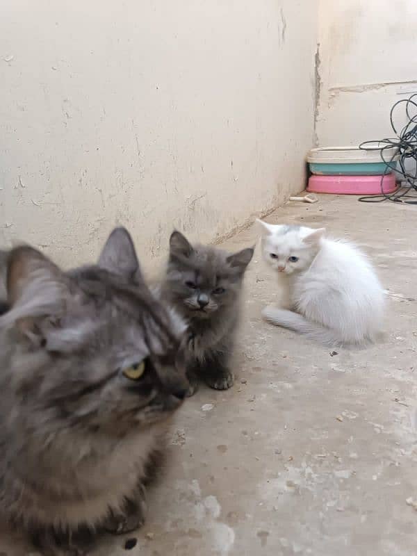 Persian Kittens pair (double coated) 12