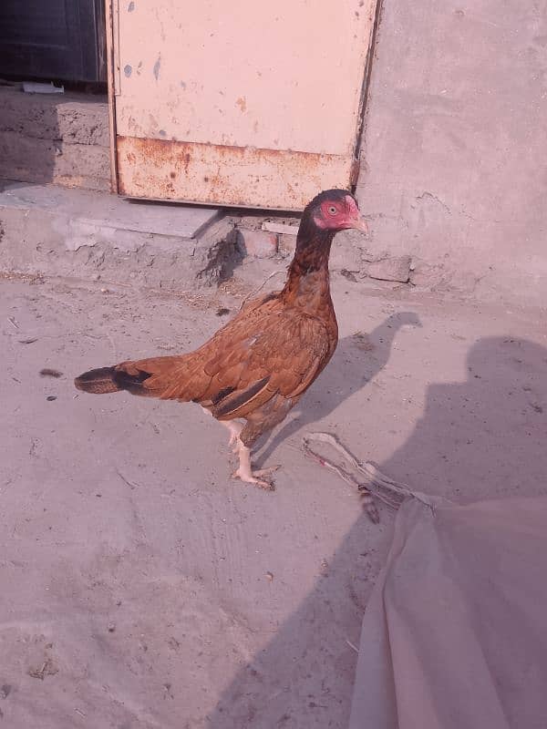 hen for sale 0