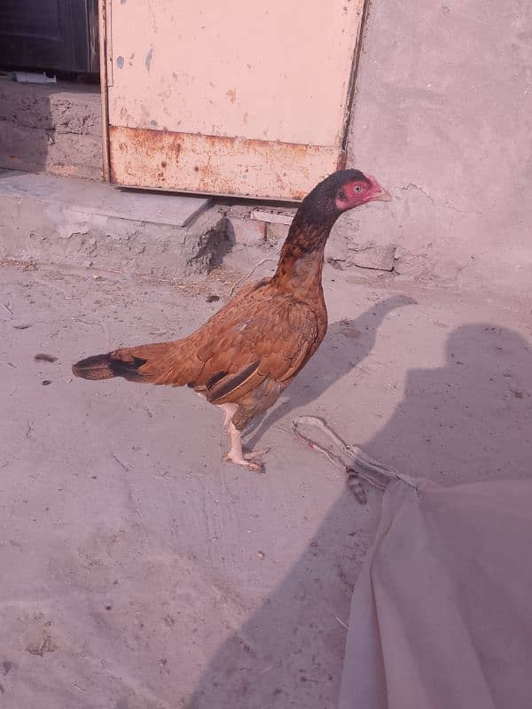 hen for sale 1