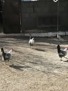 Misri Hens for sale