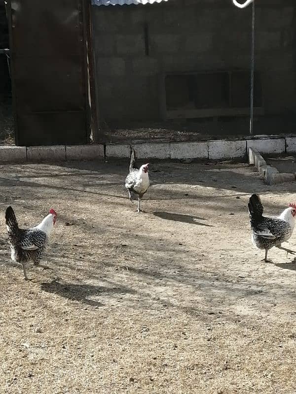 Misri Hens for sale 0