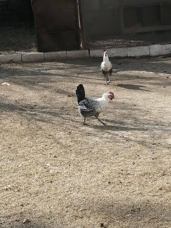 Misri Hens for sale 1