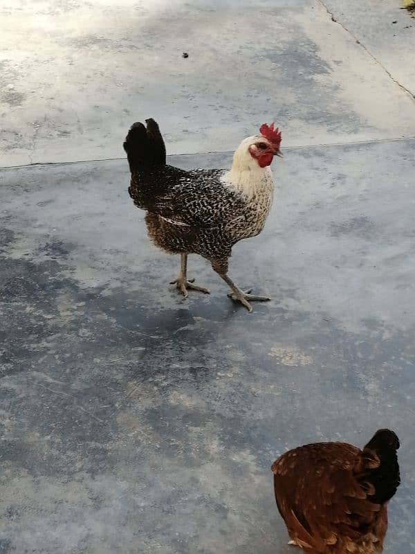 Misri Hens for sale 5