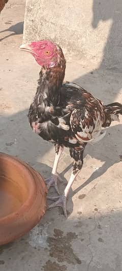 sindhi male hen