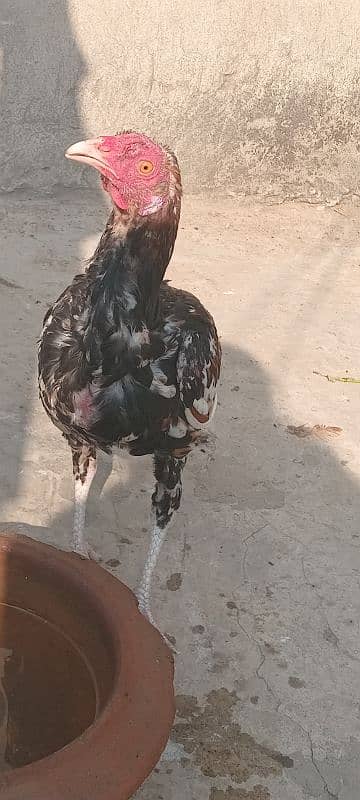 sindhi male hen 1