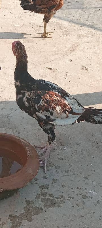 sindhi male hen 2