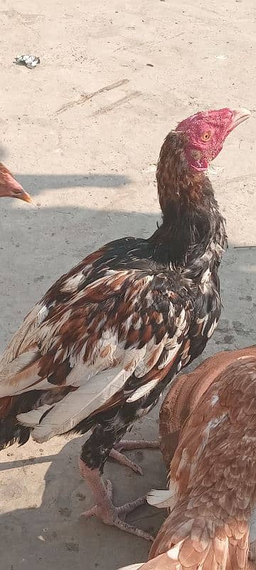 sindhi male hen 3