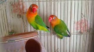 Confirm breeder pair love birds