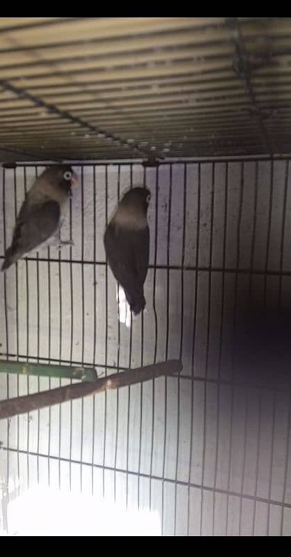 love bird breeder pair 2