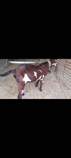 Beetal Nagri Desi Bakri for sale in Burewala