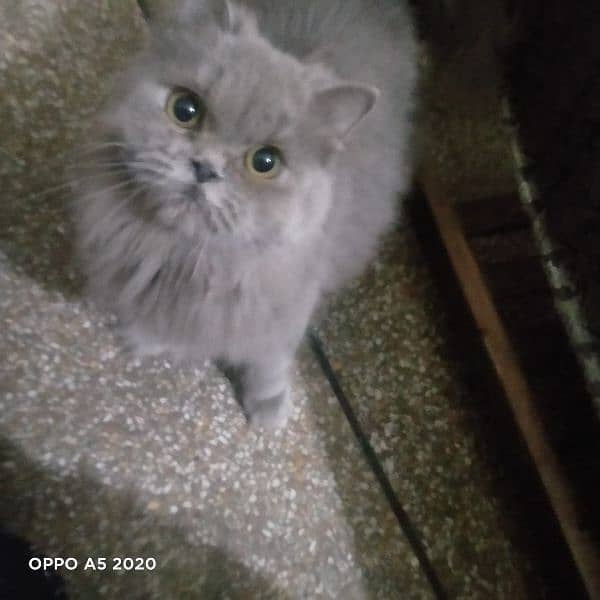 Max Cat For Sale 2