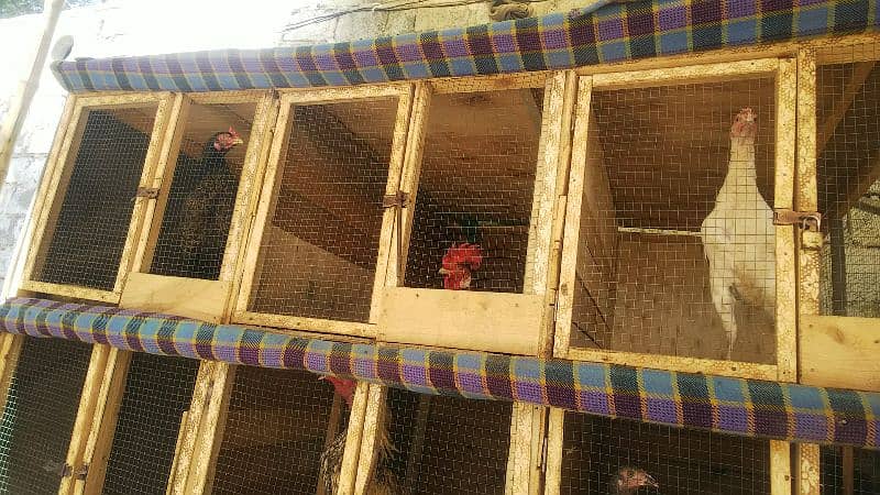 6 portion wooden cage | birds cage | Aseel rooster cage | 4