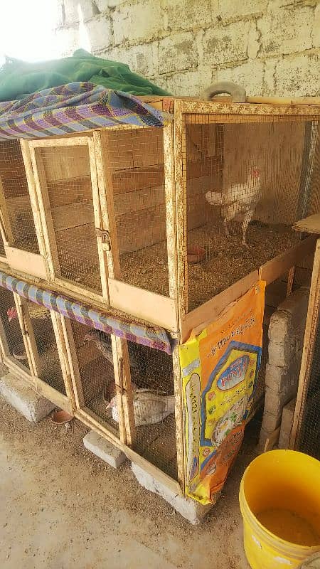 6 portion wooden cage | birds cage | Aseel rooster cage | 7