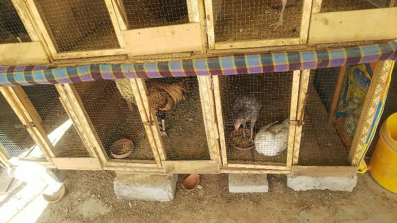 6 portion wooden cage | birds cage | Aseel rooster cage | 8