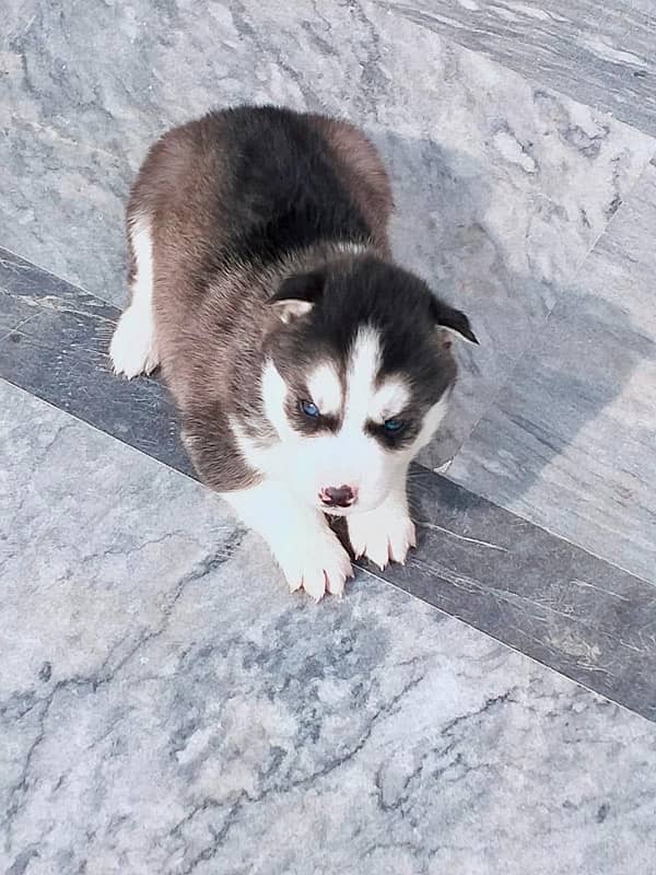 Siberian Husky Blue Eyed Male Puppies 1