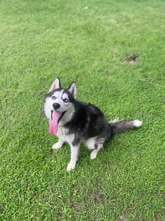 Siberian Husky Blue Eyed Female