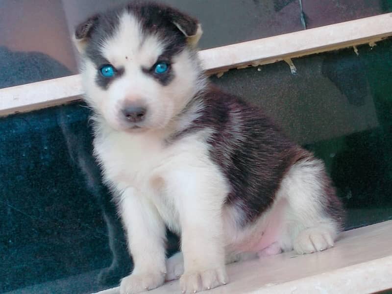 Siberian Husky Blue Eyed Male Puppies 3