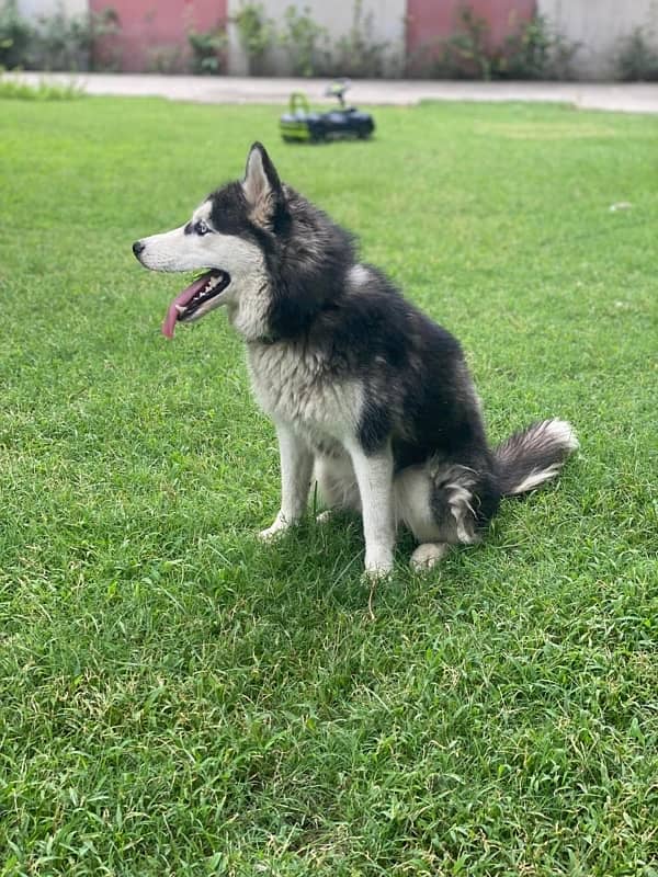 Siberian Husky Blue Eyed Male Puppies 4